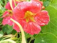 Lichořeřišnice větší (Tropaeolum majus)
