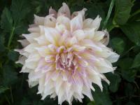 Jiřinka (Dahlia)