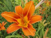 Denivka (Hemerocallis)