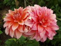 Jiřinka (Dahlia)