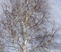Breza previsnutá (Betula pendula)