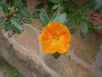 Šrucha (Portulaca grandiflora)