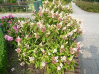 Hortenzie latnatá, Pinky Winky (Hydrangea paniculata)
