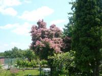 Ruj vlasatá (Cotinus coggygria)