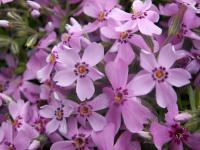 Plamenka šídlovitá (Phlox subulata)