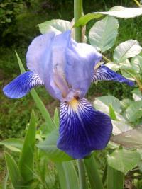 Kosatec (Iris)