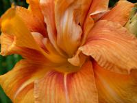Denivka plavá (Hemerocallis fulva)