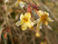 Jasmín nahokvětý (Jasminum nudiflorum)