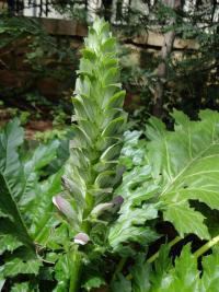 Paznehtník měkký (Acanthus mollis)