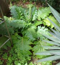 Paznehtník měkký (Acanthus mollis)