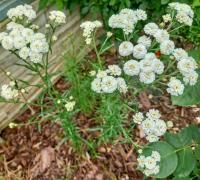 Řebříček bertrám (Achillea ptarmica)