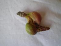 Šácholan Soulangeův (Magnolia x soulangeana)