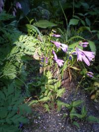 Bohyška japonská (Hosta x lancifolia)