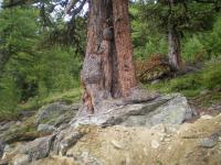 Borovice limba detail kmene (Pinus cembra)