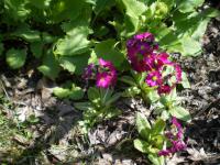 Prvosenka zoubkatá (Primula denticulata)