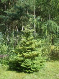 Jedle korejská (Abies koreana)