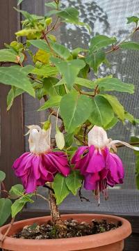 Fuchsie (Fuchsia)