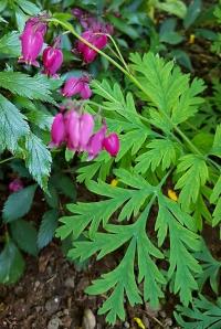 Srdcovka zdobná 'Bacchanal' (Dicentra formosa)