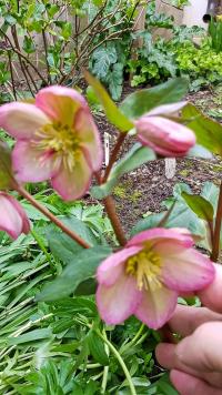 Čemeřice 'Cheryl's Shine' (Helleborus)