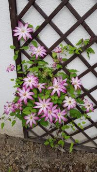 Plamének 'Tae' (Clematis)