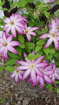 Plamének 'Tae' (Clematis)