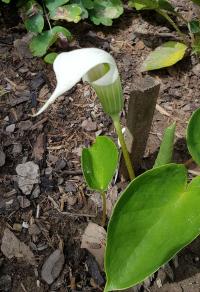 Arizéma (Arisaema candidissimum)