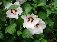 Straucheibisch (Hibiscus syriacus)