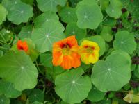 Lichořeřišnice větší (Tropaeolum majus)