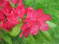 Pěnišník (Rhododendron)