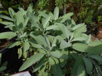 Šalvěj lékařská (Salvia officinalis)