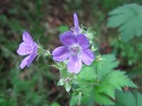 Kakost luční (Geranium pratense)