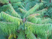 Škumpa orobincová 'Lacinata' (Rhus typhina)