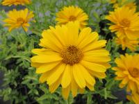 Janeba drsná (Heliopsis helianthoides)