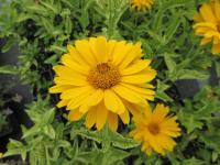 Janeba drsná (Heliopsis helianthoides)