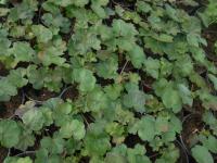 Pelargónie páskatá (Pelargonium zonale)
