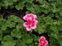 Pelargónie páskatá (Pelargonium zonale)