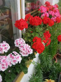 Pelargonie páskatá (Pelargonium zonale)
