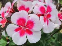Pelargónie páskatá (Pelargonium zonale)