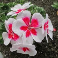 Pelargónie páskatá (Pelargonium zonale)