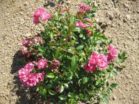 Růže Pink The Fairy (Rosa sp)