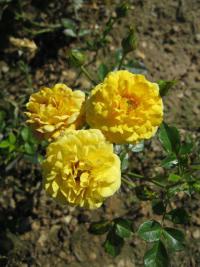 Růže Gold Jewel (Rosa sp)