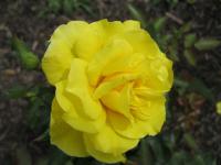 Rosa           'Friesia'  róża kwiaty