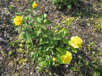 Rosa    'Friesia'  róża roślina