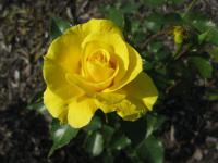 Rosa             'Friesia'  róża kwiaty