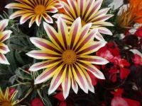 Gazánie zářivá (Gazania rigens)