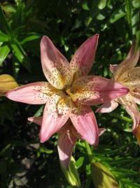 Lilie 'Italia' - Asijské hybridy vysoké