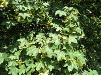 Javor babyka (Acer campestre)