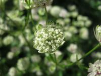 Jarmanka větší (Astrantia major)