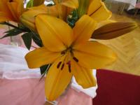 Lilium x hybridum  'Indian Diamond'  lilia kwiaty