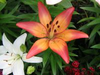 Lilium x hybridum 'Royal Sunset' lilia kwiaty Lilium x hybridum 'Royal Sunset' lilia kwiaty